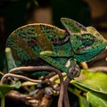 Camaeleon