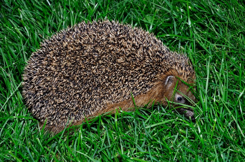 Igel2.JPG