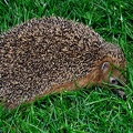 Igel2