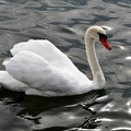 Schwan