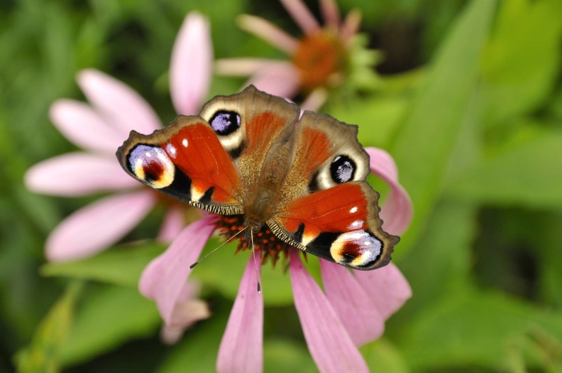 Tagpfauenauge auf Blüte