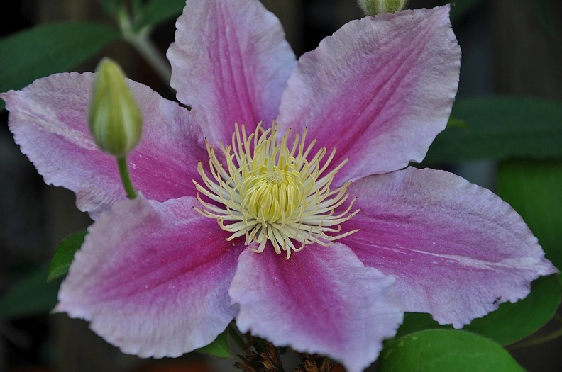 Clematis.JPG