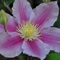 Clematis