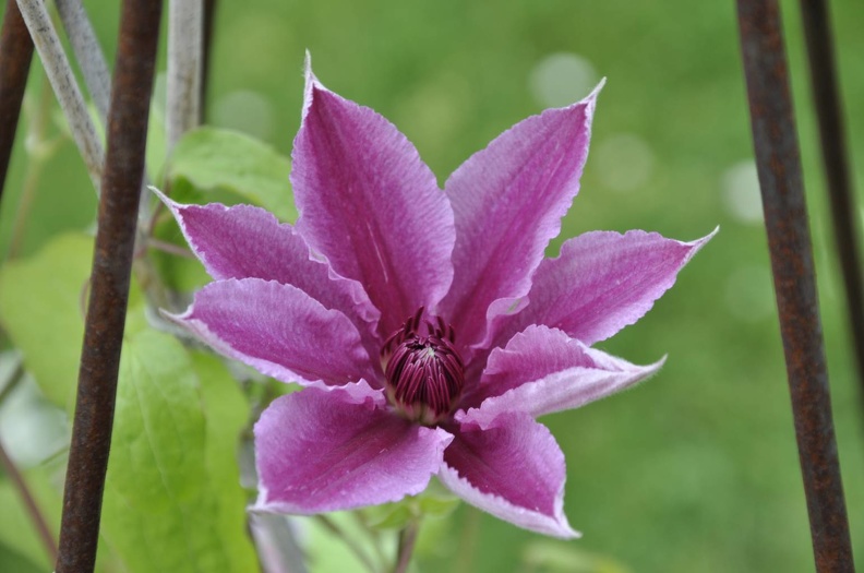 Clematis2.JPG