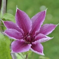 Clematis2