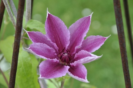 Clematis2