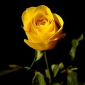 Gelbe Rose