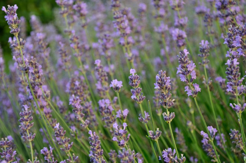 Lavendel