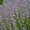 Lavendel