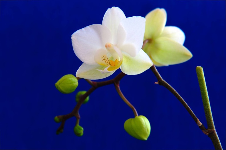 Orchidee_4.jpg