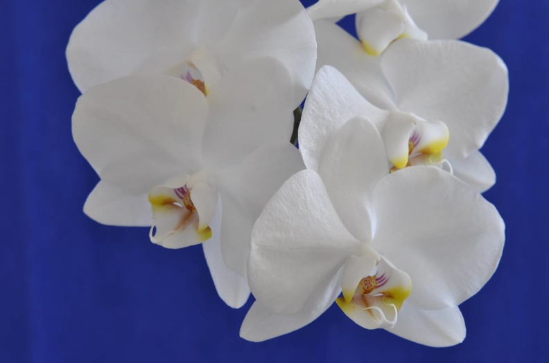 Orchidee 5