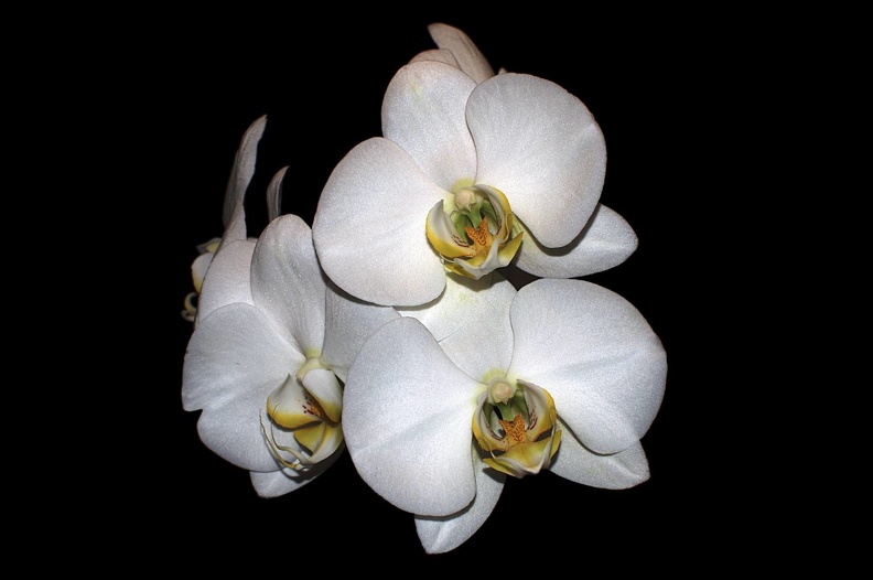 Orchidee1_bearbeitet.jpg