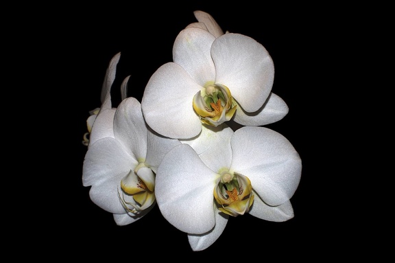 Orchidee1 bearbeitet