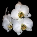 Orchidee1 bearbeitet