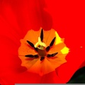 Tulpe