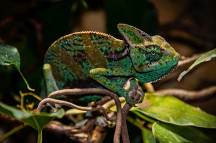 Camaeleon