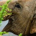 Elefant