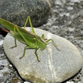 Gruenes Heupferd