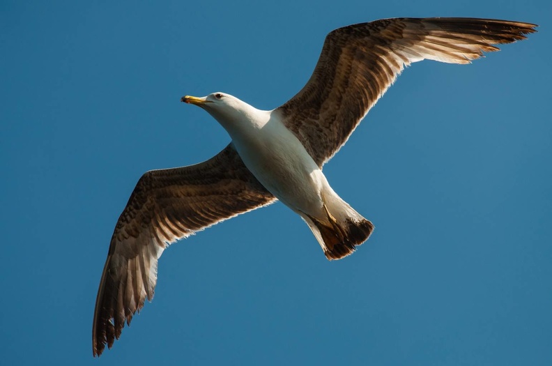 Möve im Flug bearbeitet