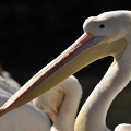 Pelikan