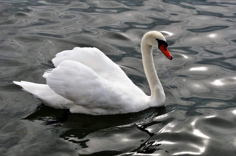 Schwan.JPG