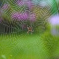 Spinnennetz