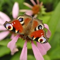 Tagpfauenauge auf Blüte
