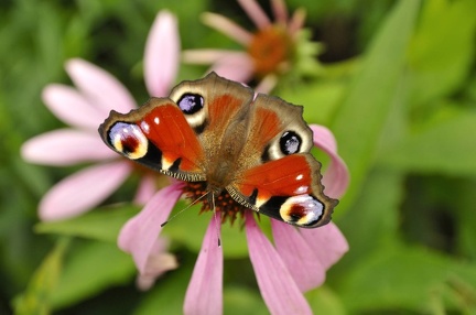 Tagpfauenauge auf Blüte