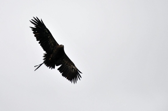 Steppenadler Flug