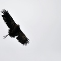 Steppenadler Flug
