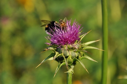 Hummel Biene Original