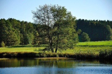 Baum am See