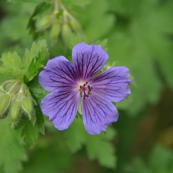 Blumen