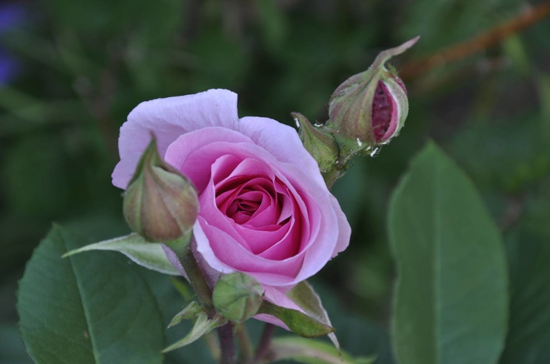 Rose.JPG