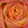 Rose2