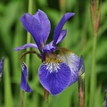 Schwertlilie