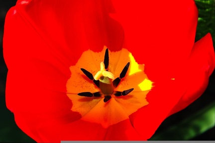 Tulpe