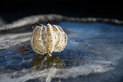 Eisblüte