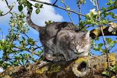 Katze auf Baum