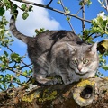 Katze auf Baum
